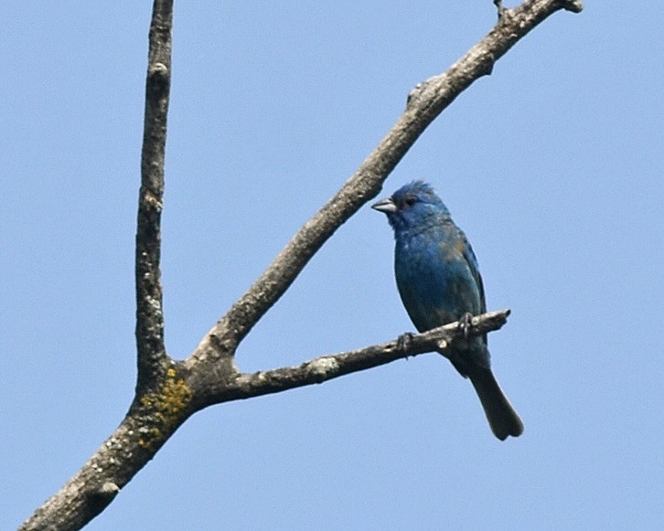 Indigo Bunting - ML604826461