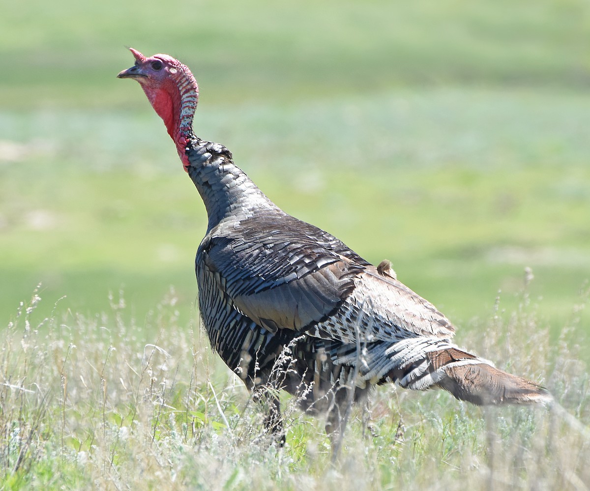 Wild Turkey - Steven Mlodinow