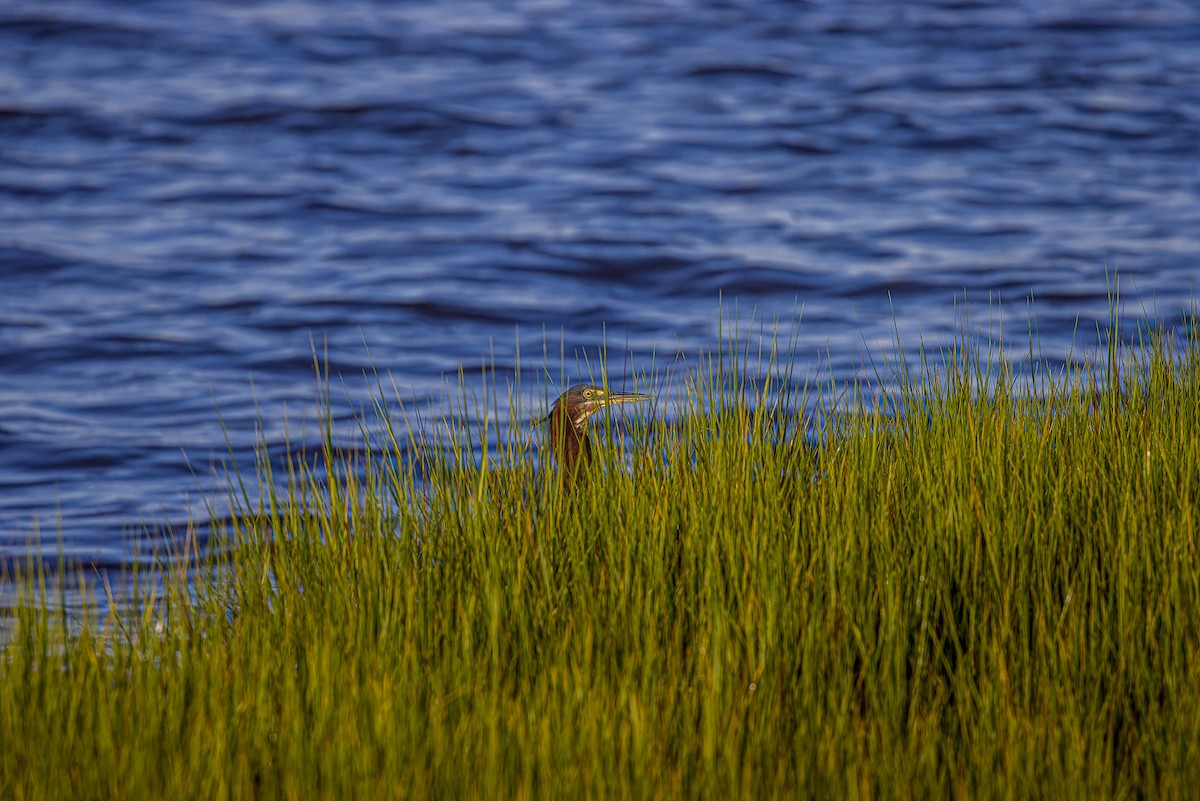 Green Heron - ML604827361