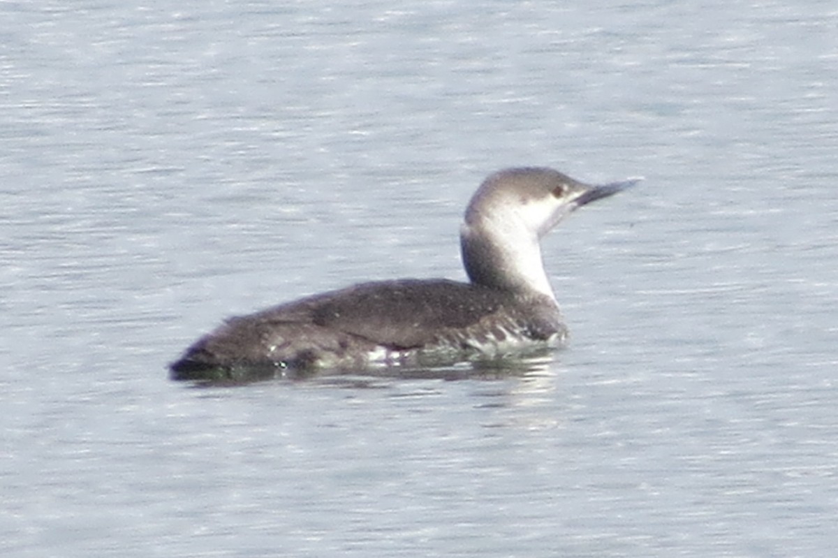 Red-throated Loon - ML60482741