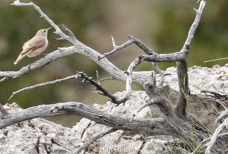 Rock Wren - ML60482781