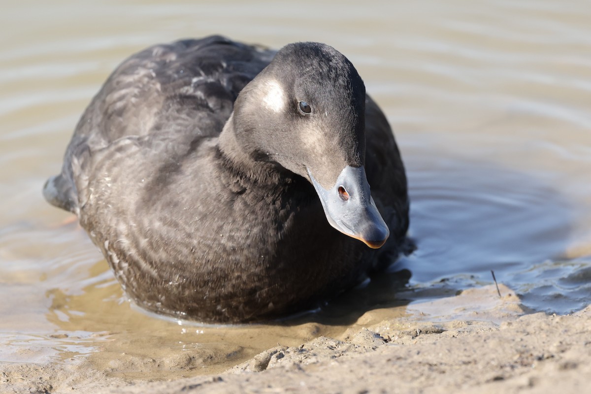 Stejneger's Scoter - ML604828051