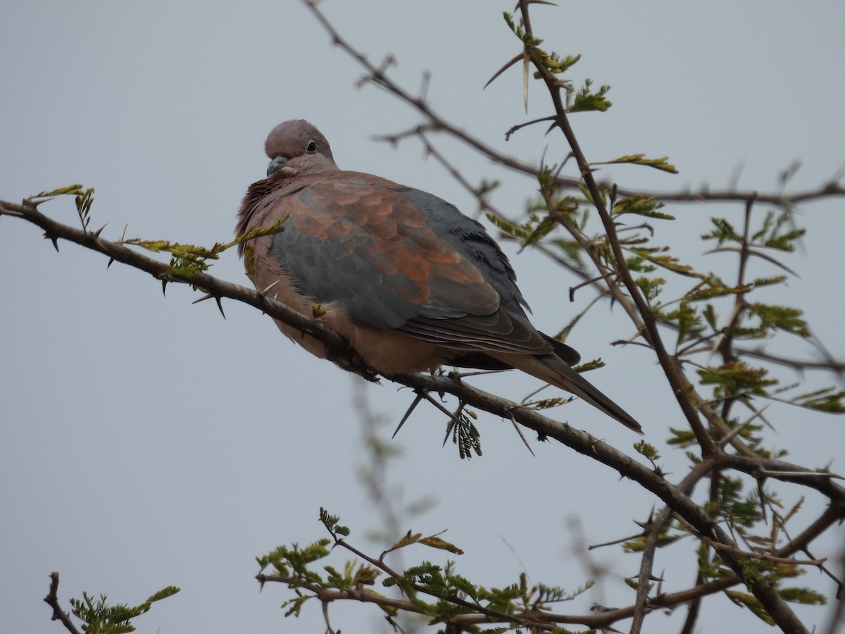 Laughing Dove - ML604828591