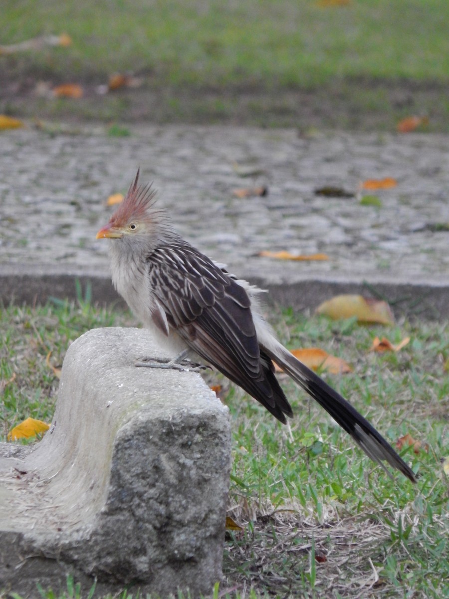 Guira Cuckoo - ML604829171