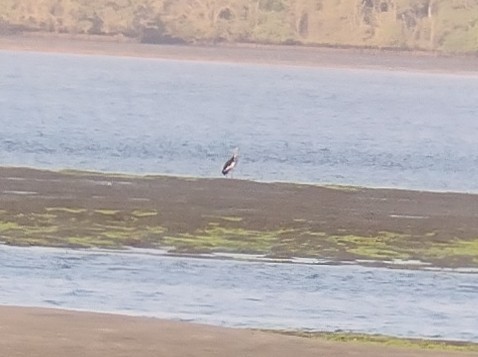 Lesser Adjutant - Lars Mannzen