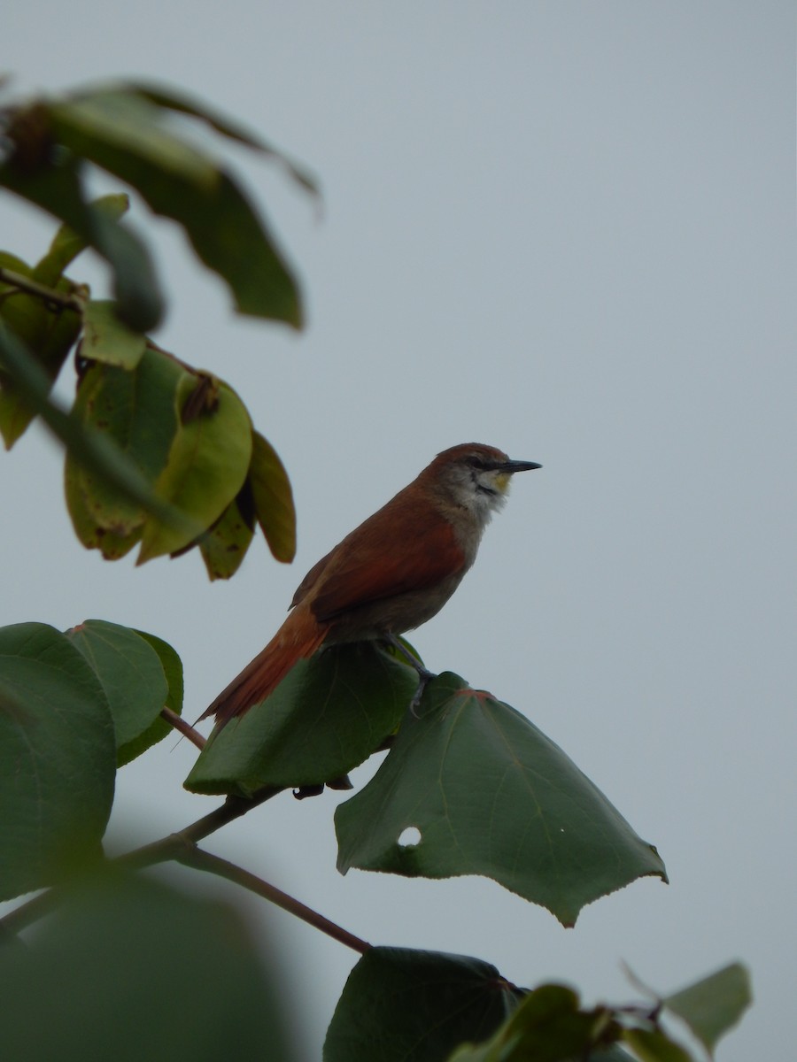 Yellow-chinned Spinetail - ML604829201