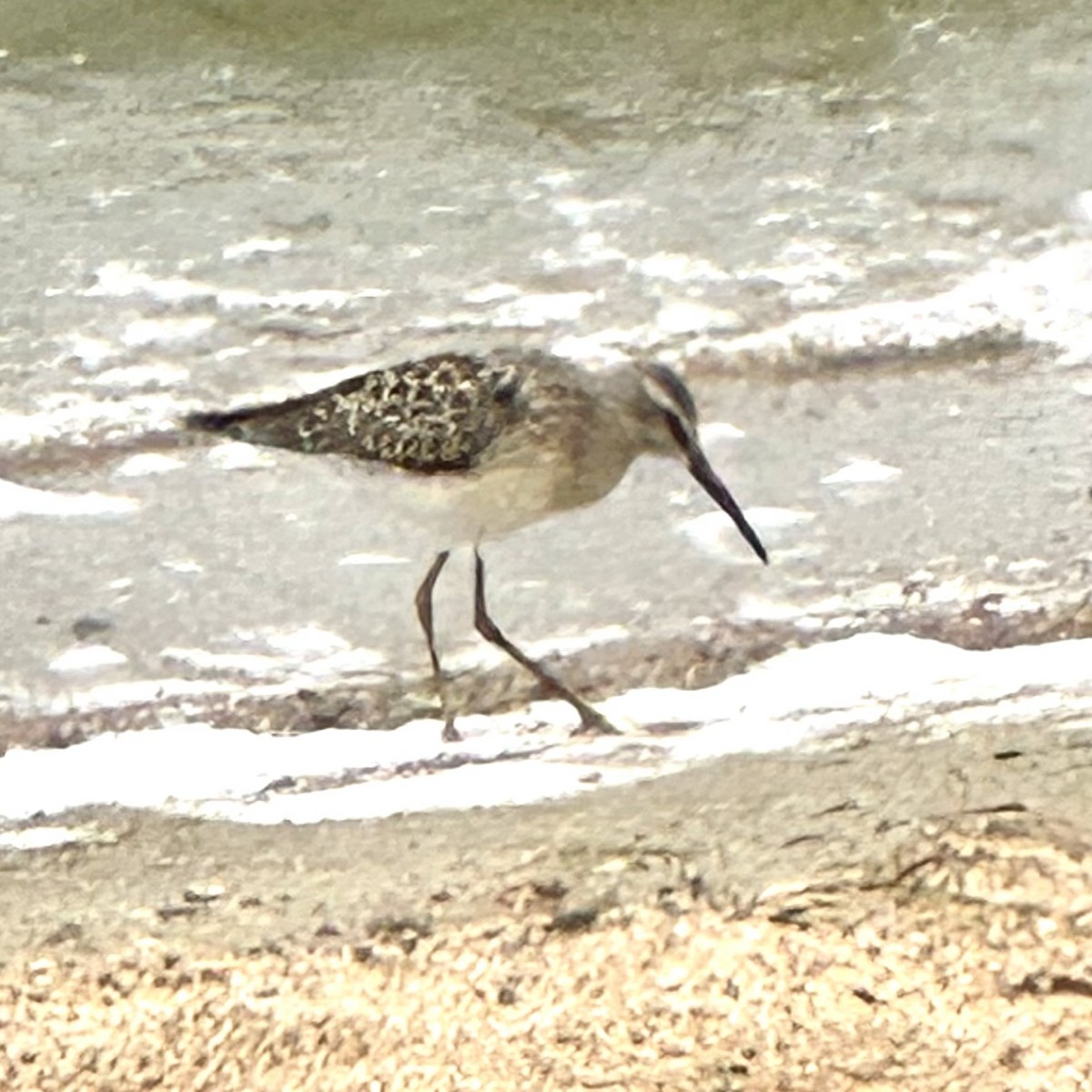 Stilt Sandpiper - Bryan Roset