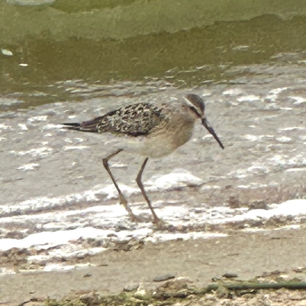 Stilt Sandpiper - Bryan Roset