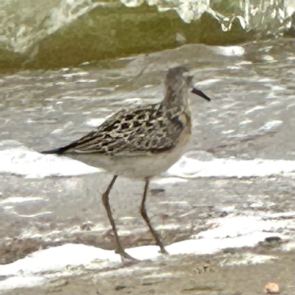 Stilt Sandpiper - Bryan Roset