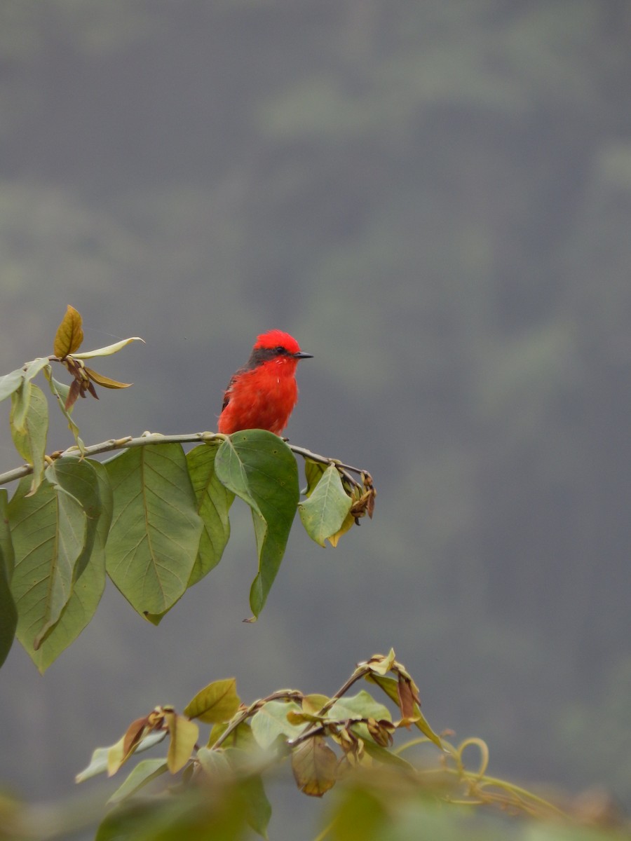 Vermilion Flycatcher - ML604829301