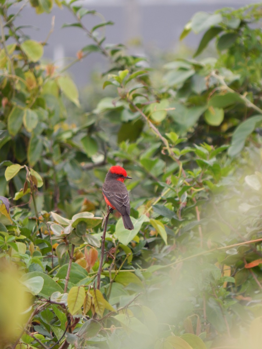 Vermilion Flycatcher - ML604829311