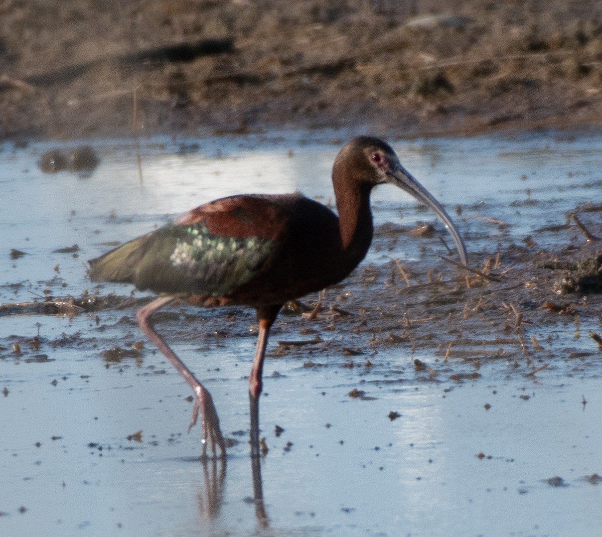 White-faced Ibis - ML604830011