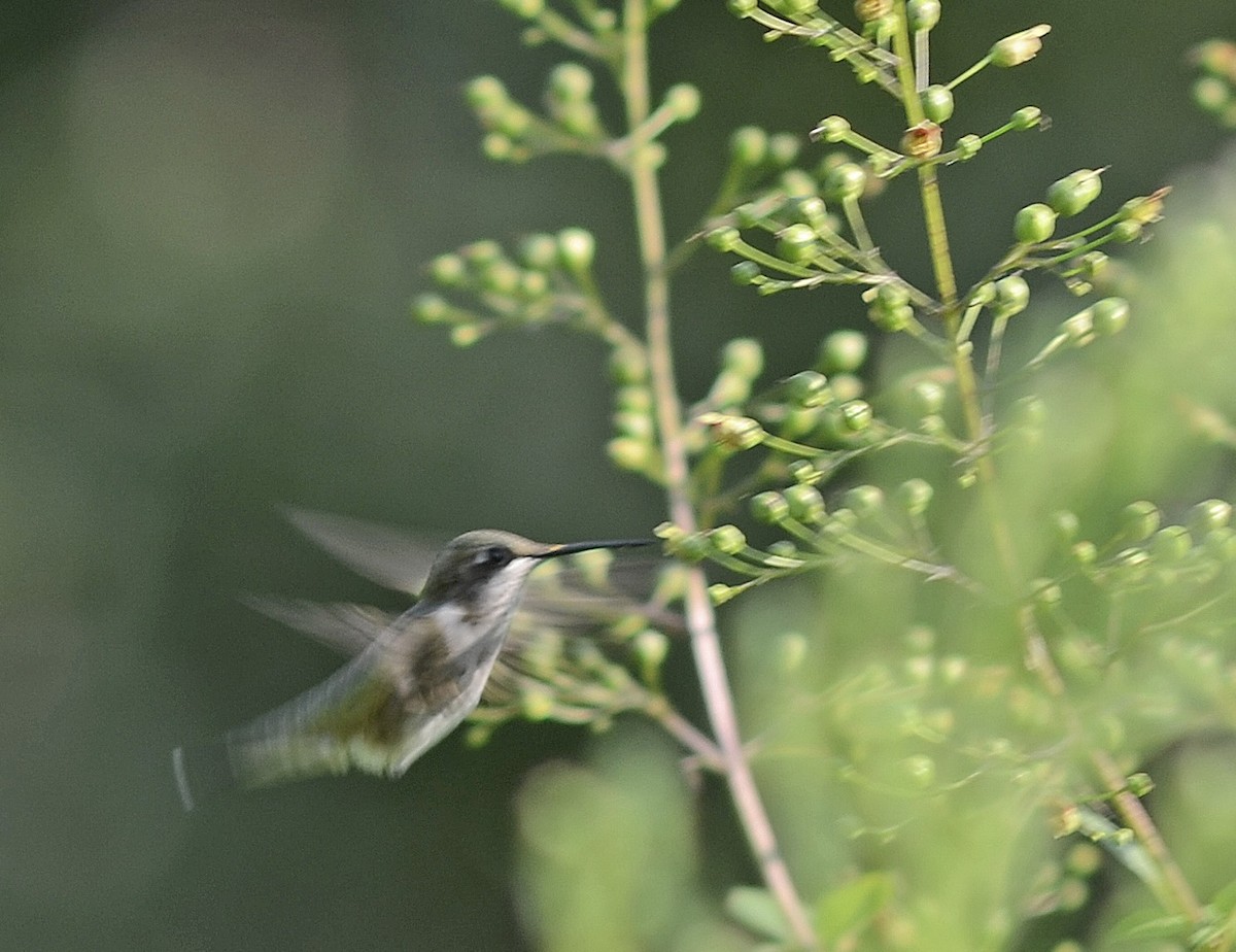 Ruby-throated Hummingbird - Jerre Tritsch