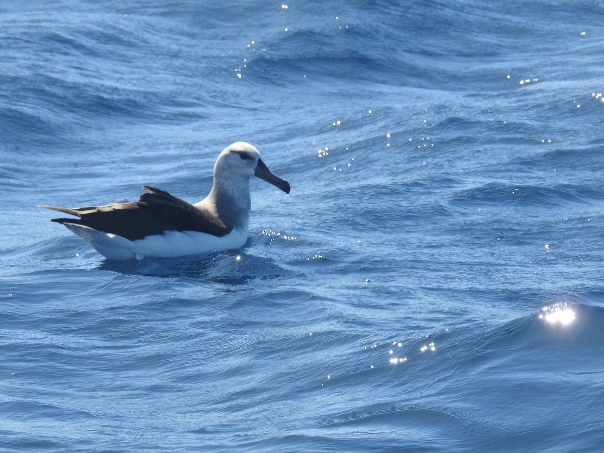 albatros černobrvý - ML604831091