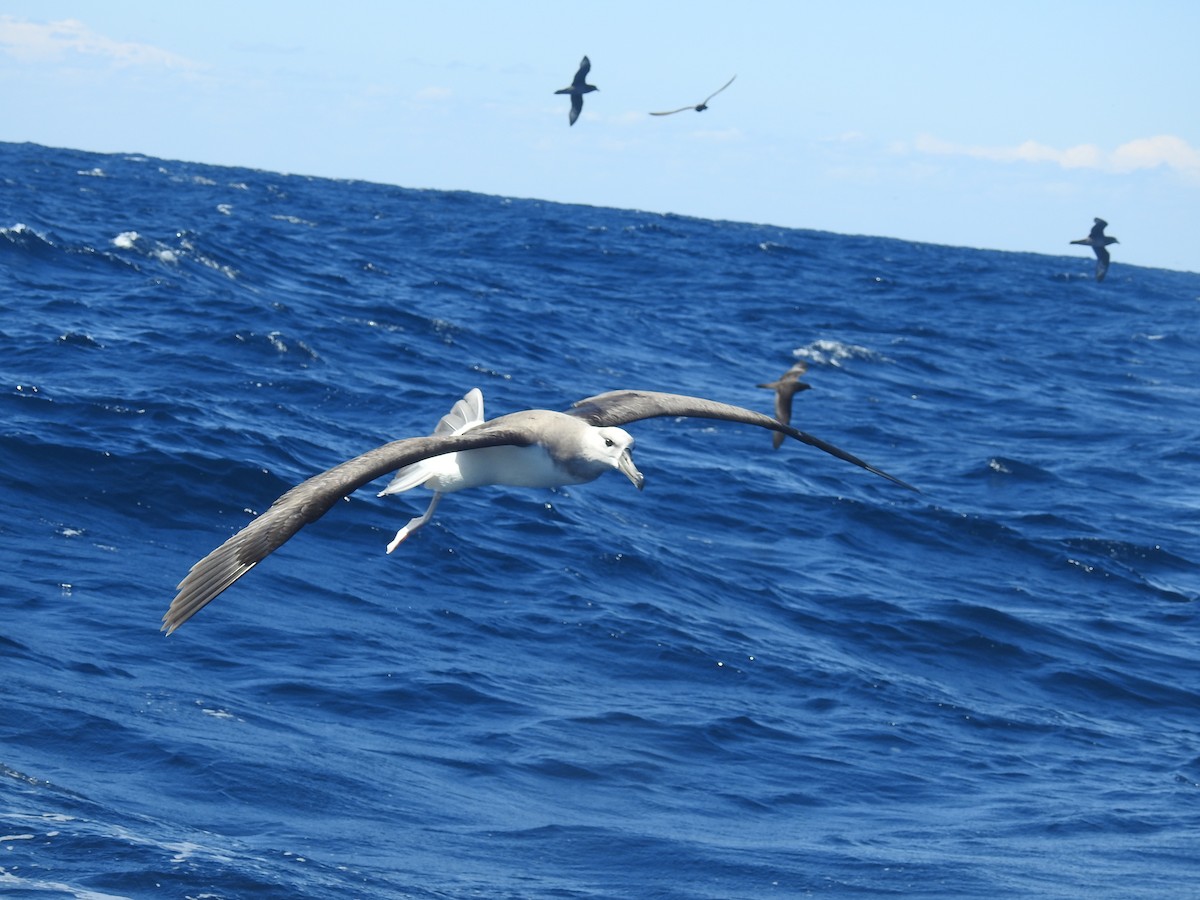 Black-browed Albatross - ML604831101