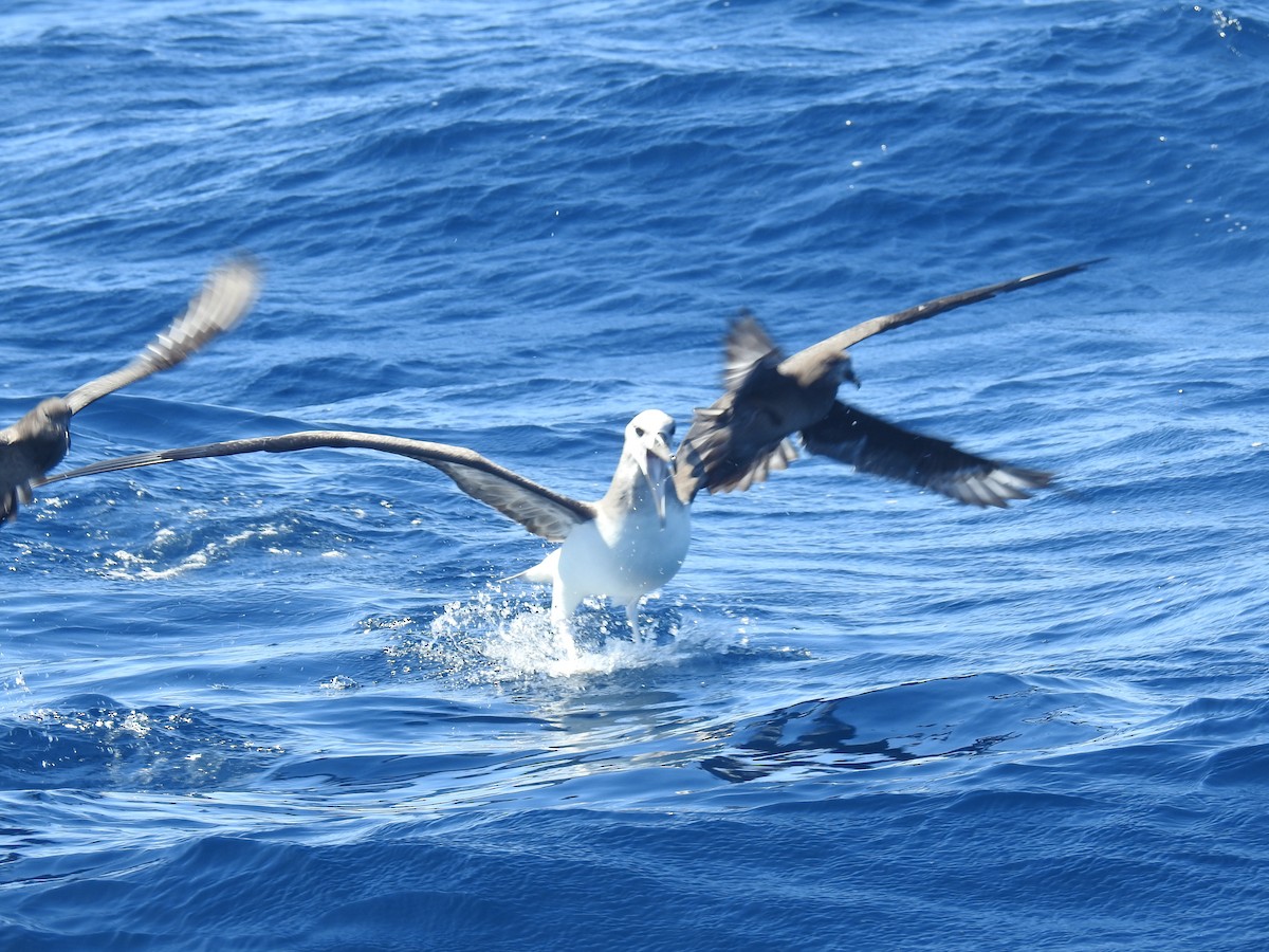 Black-browed Albatross - ML604831111