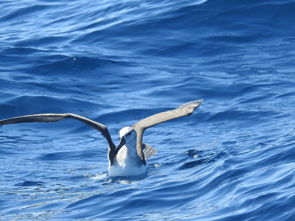 Black-browed Albatross - Oskar Pryor