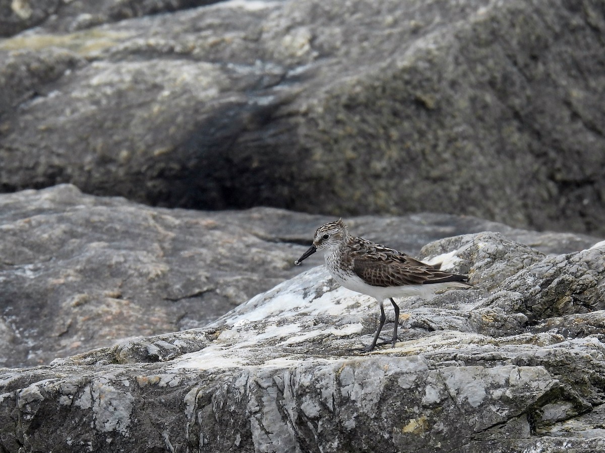 Semipalmated Sandpiper - ML604831761