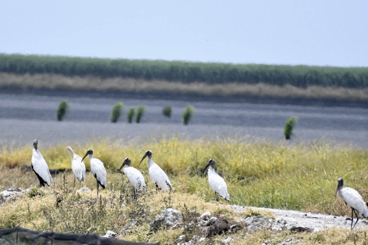 Wood Stork - ML604831931