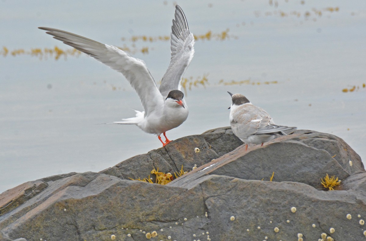 Common Tern - ML604832011