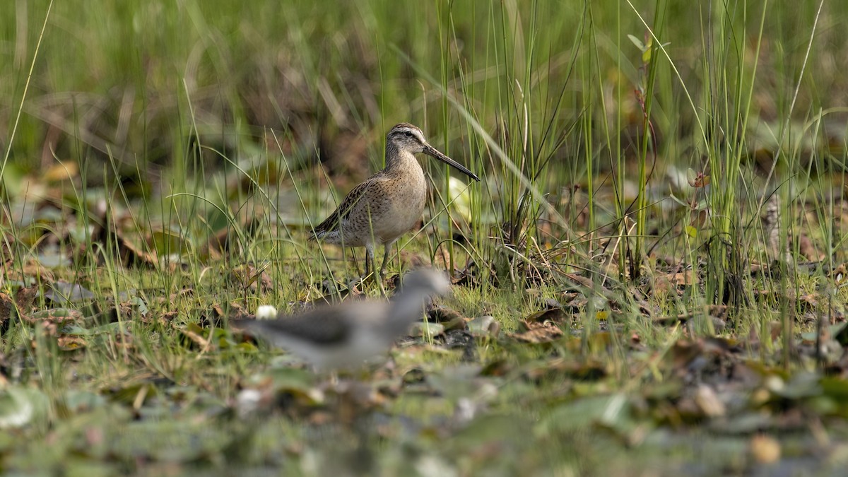 Short-billed Dowitcher - ML604833081