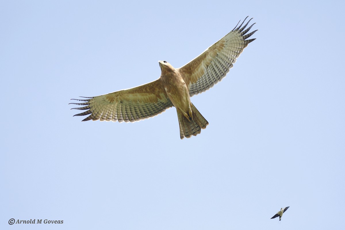 Aquila di Bonelli - ML604833771