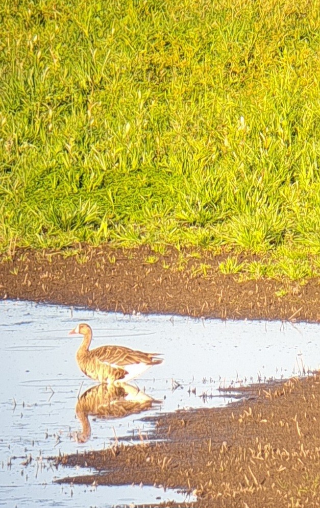 Greater White-fronted Goose - ML604833961