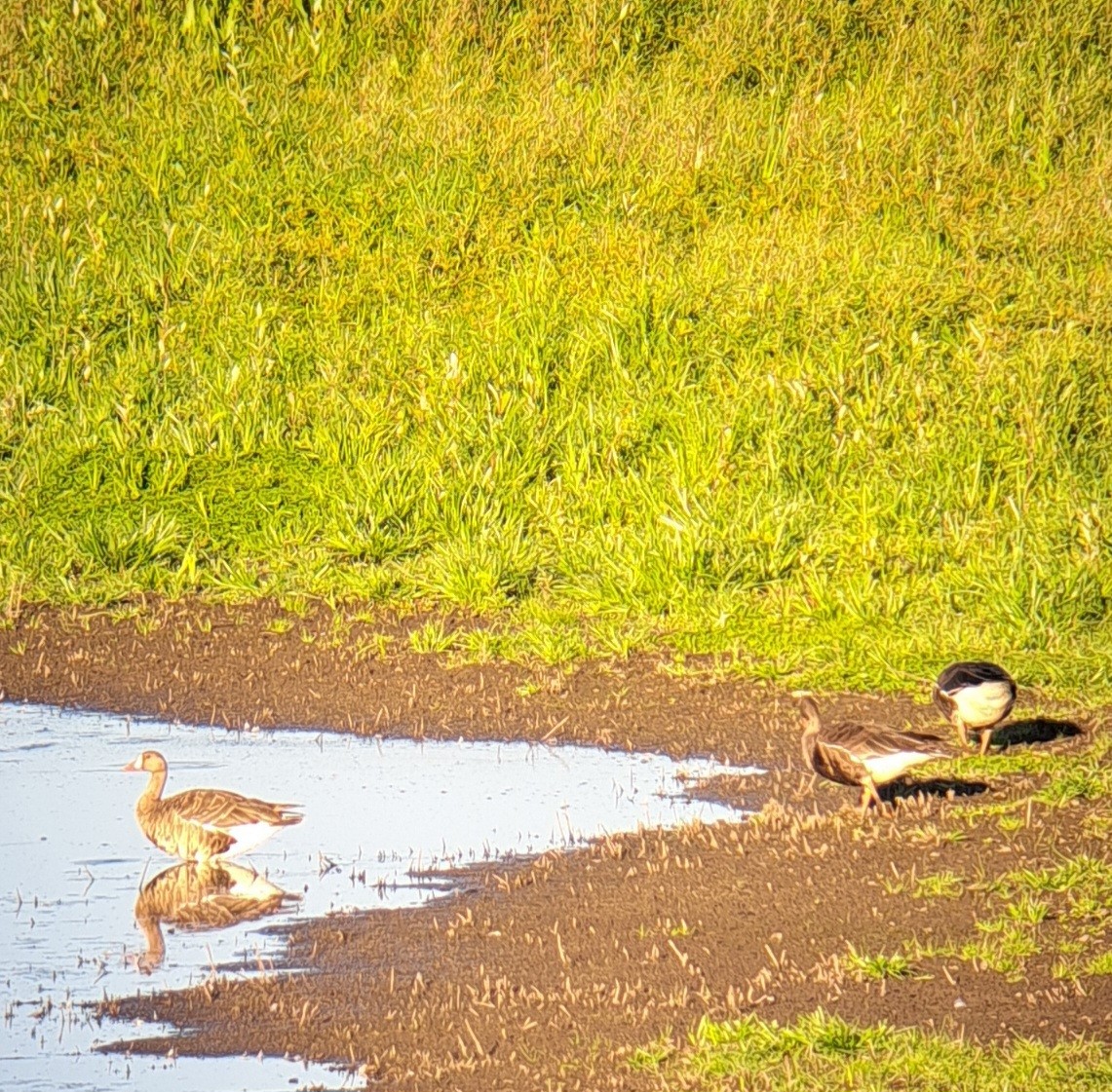 Greater White-fronted Goose - ML604833971