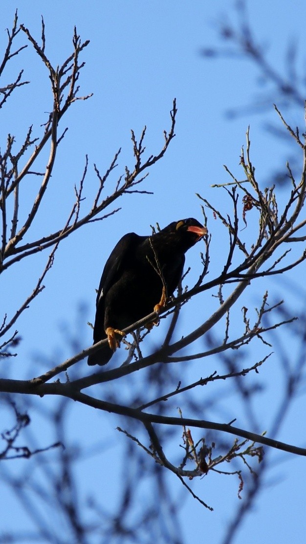 Common Hill Myna - Agus Nurza