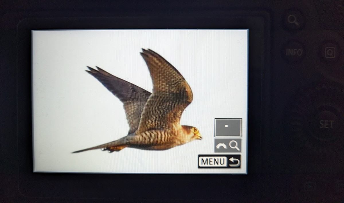 Red-necked Falcon - ML604834171