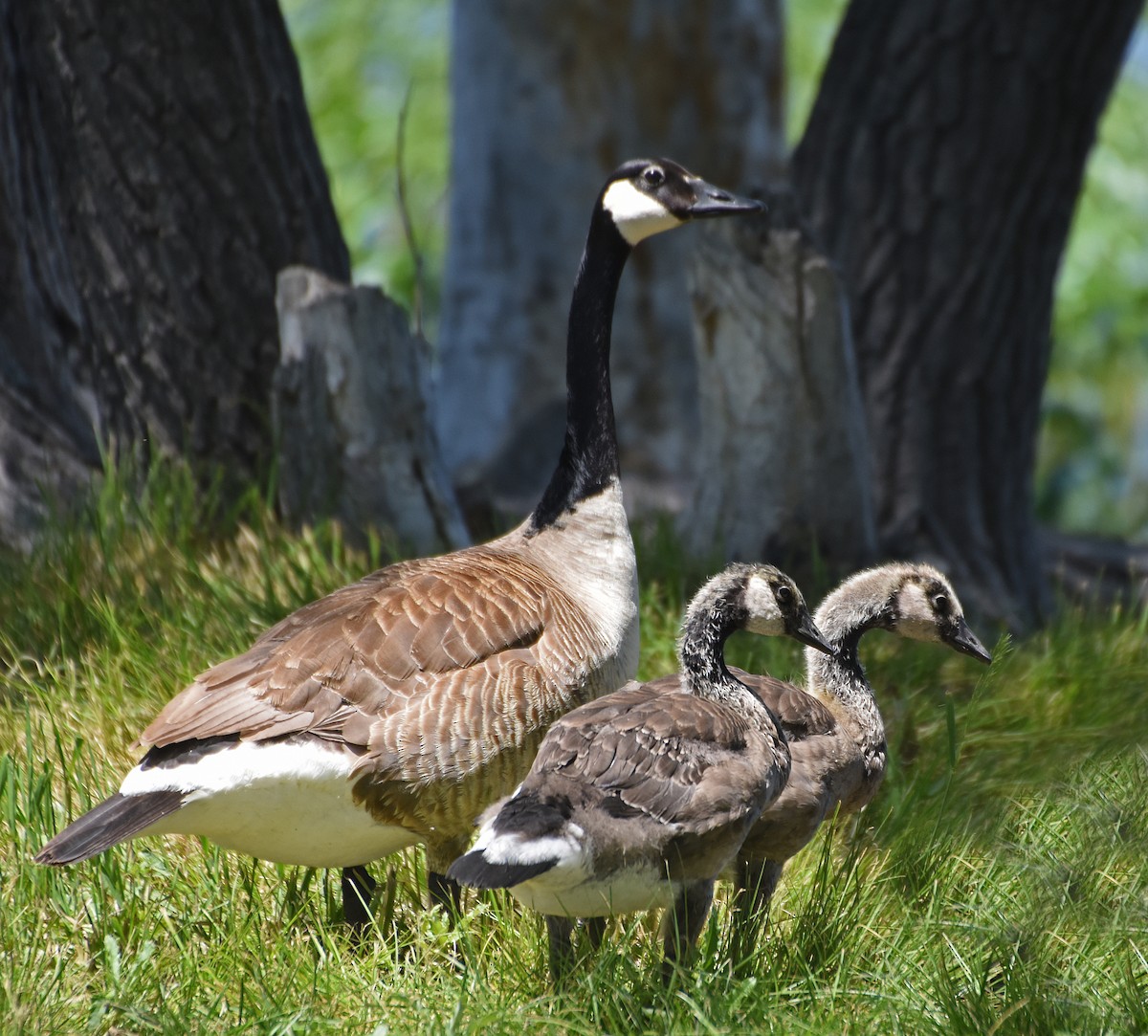 Canada Goose (moffitti/maxima) - Steven Mlodinow