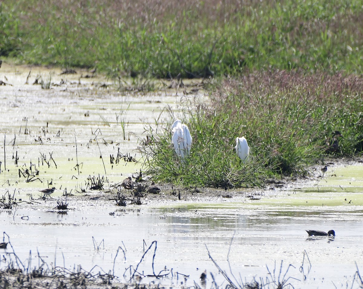 Little Blue Heron - ML604834371