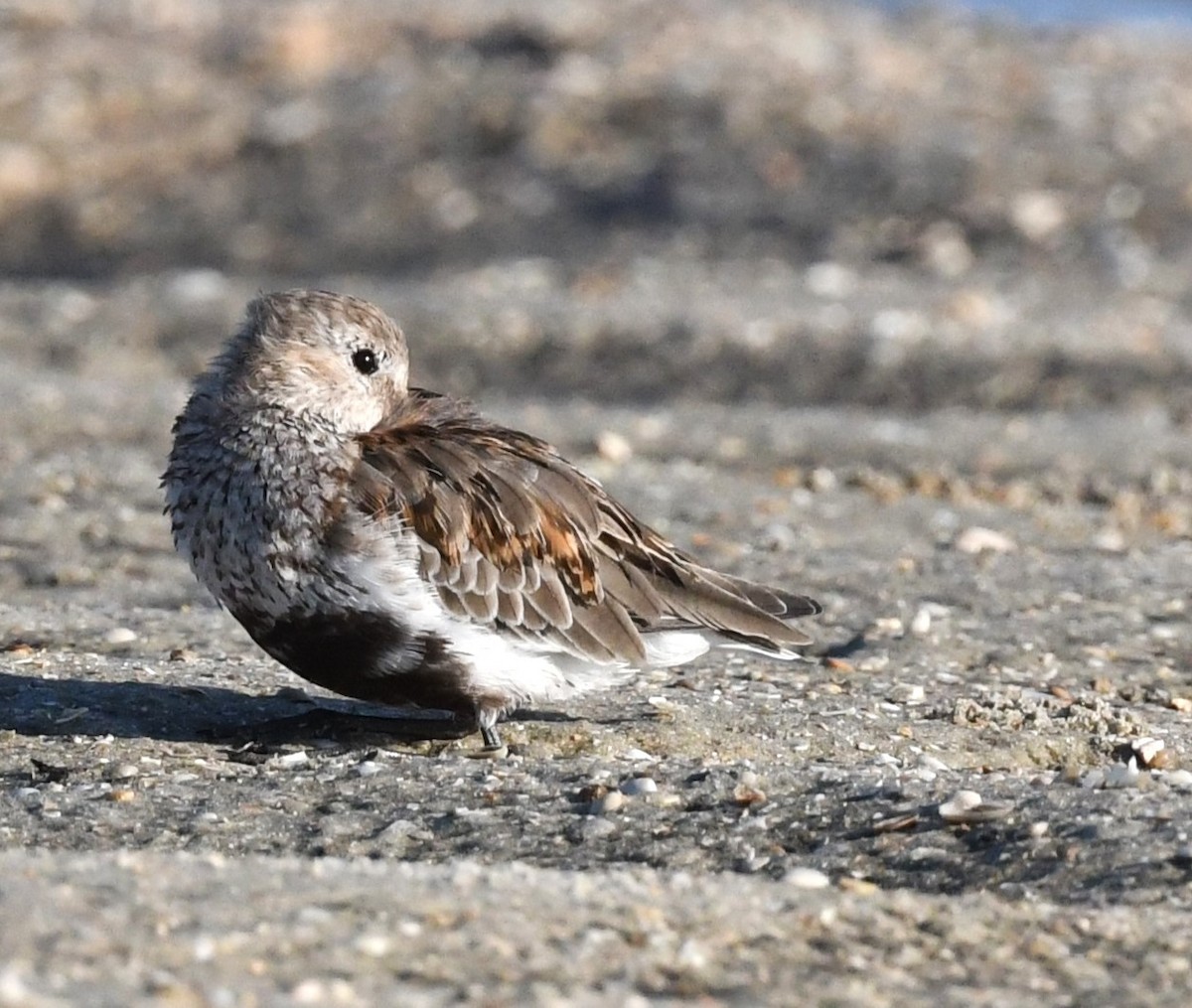 Dunlin - Todd Love