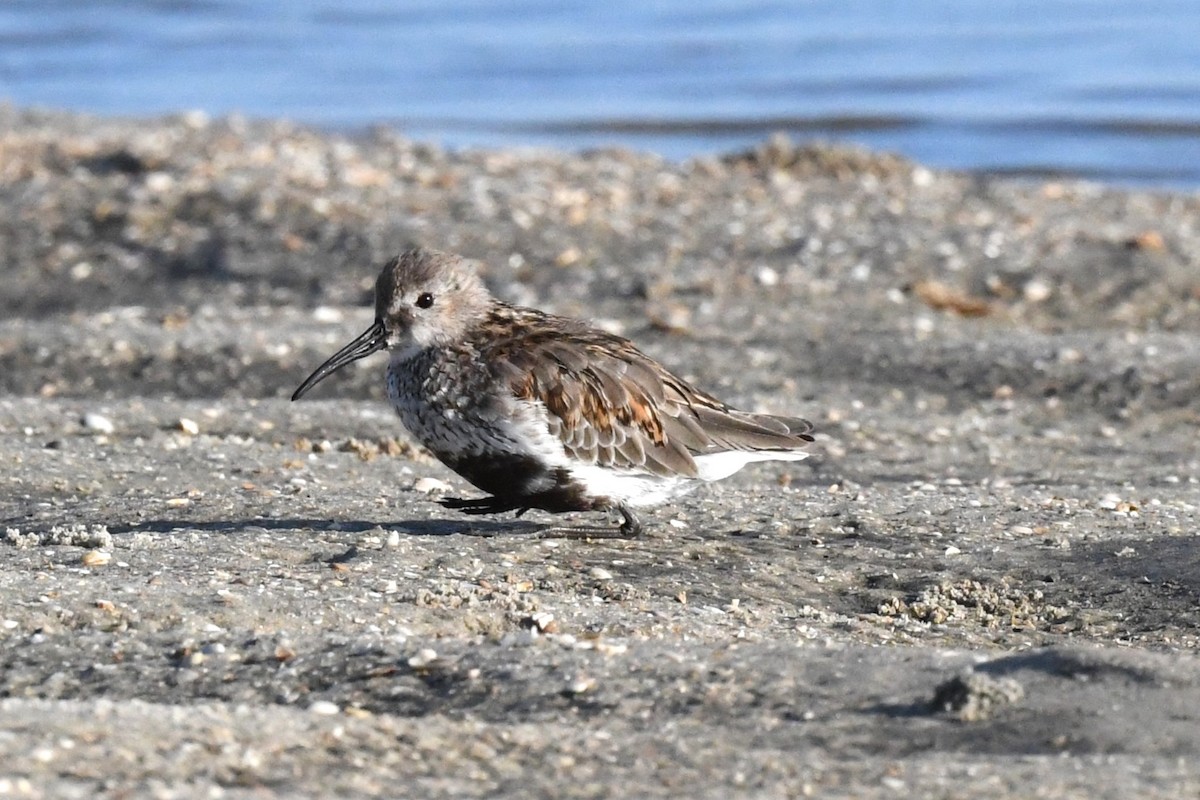 Dunlin - Todd Love