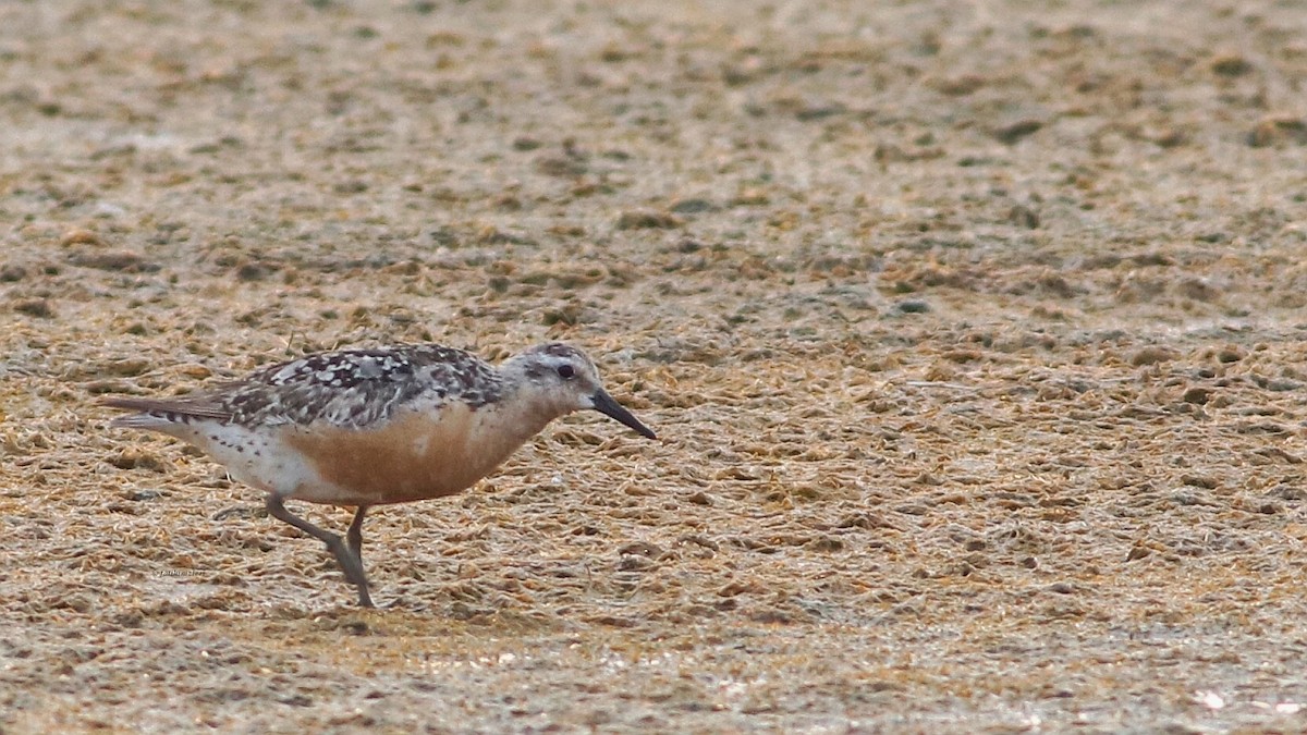 Red Knot - ML604838321
