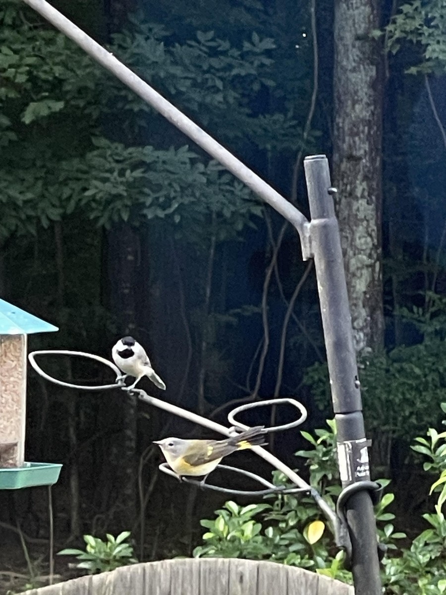 American Redstart - ML604839621