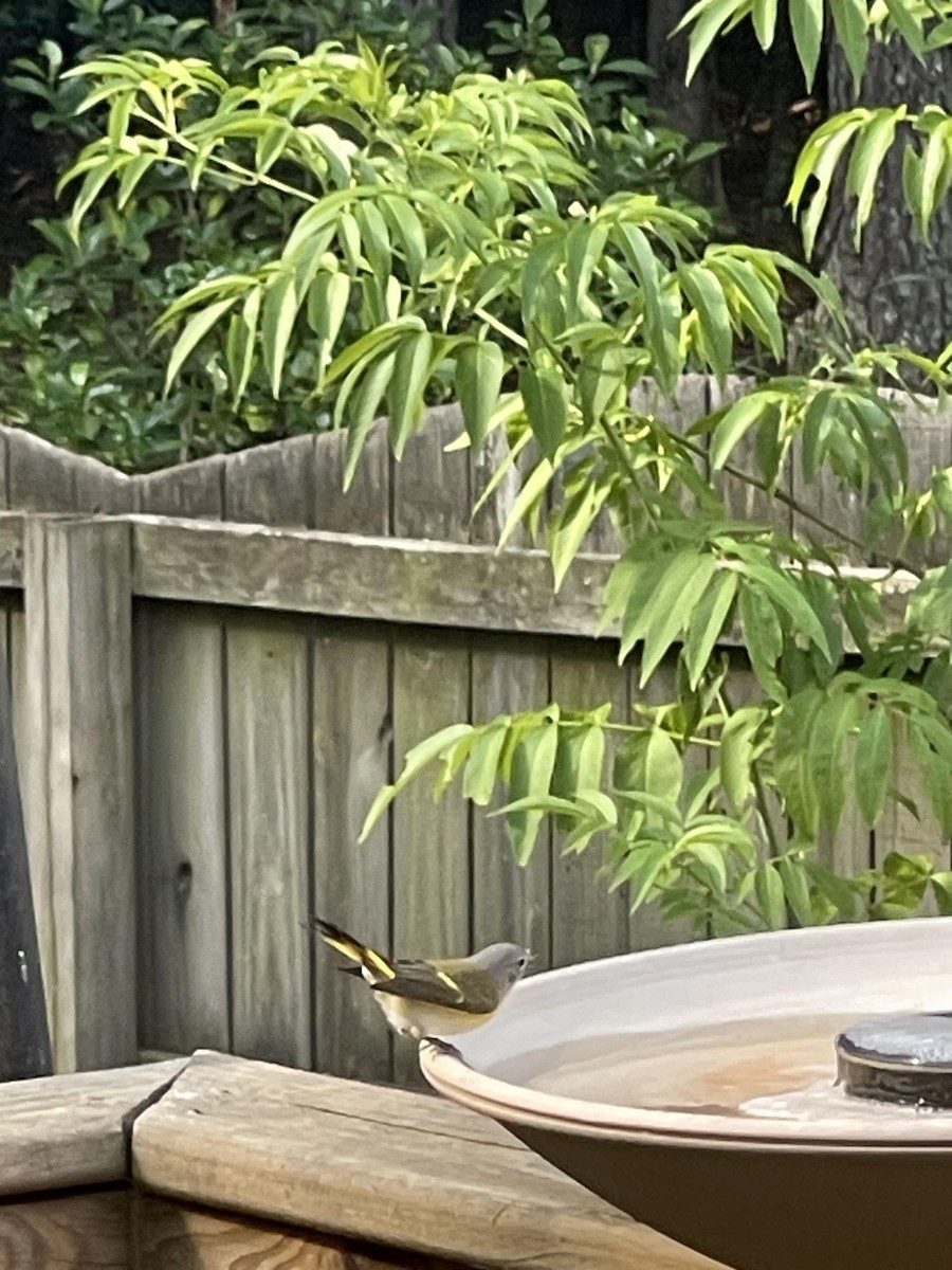 American Redstart - ML604839671