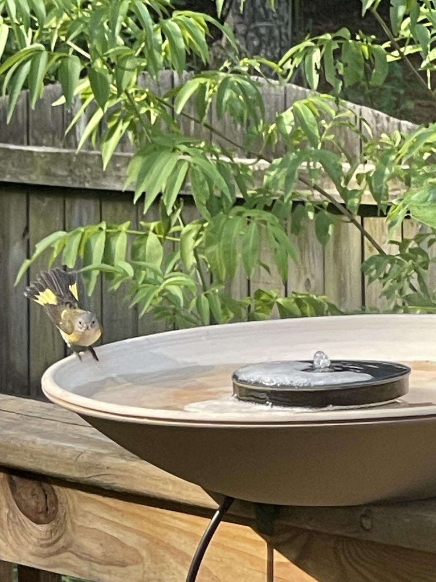 American Redstart - ML604839681