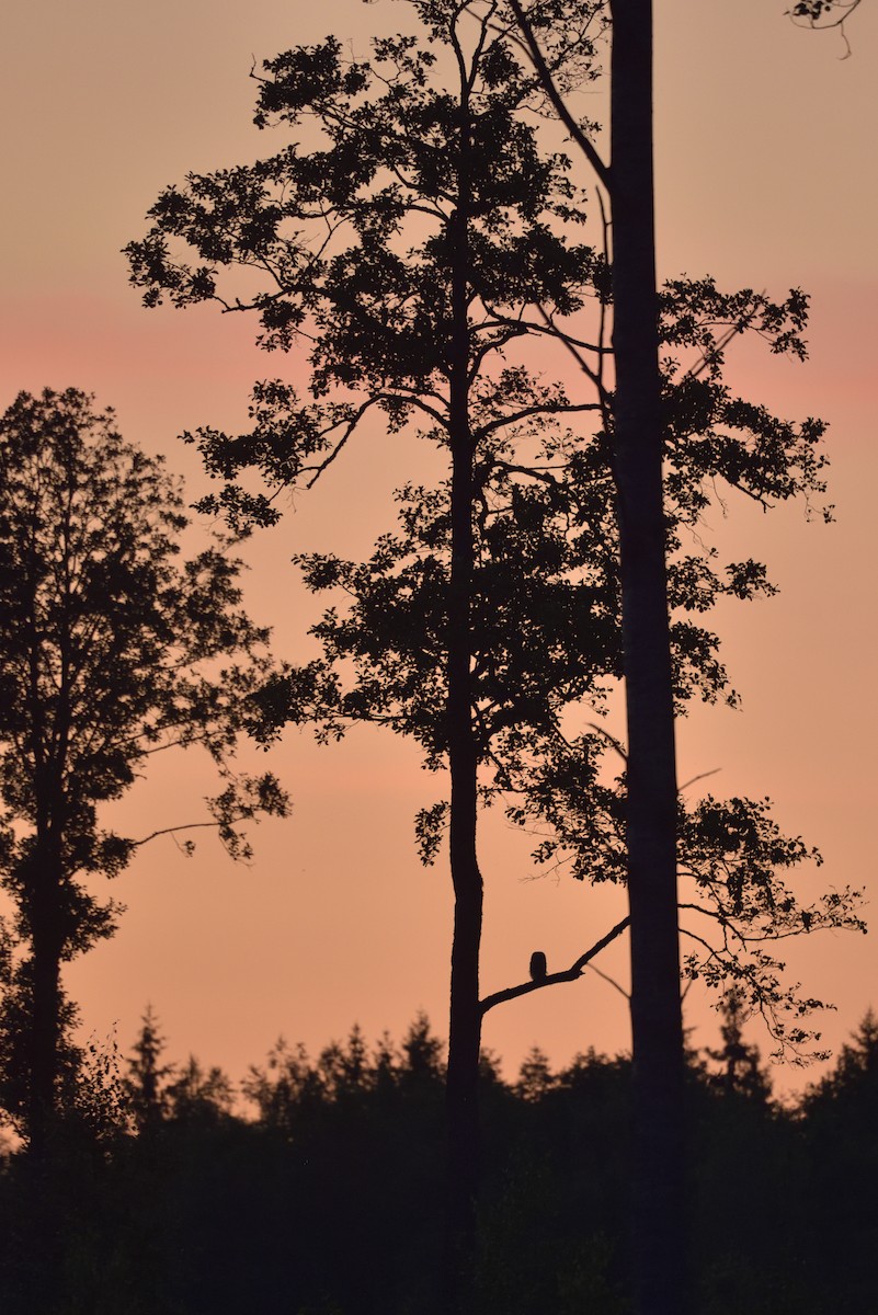 Хув бэгбаатар - ML604840401