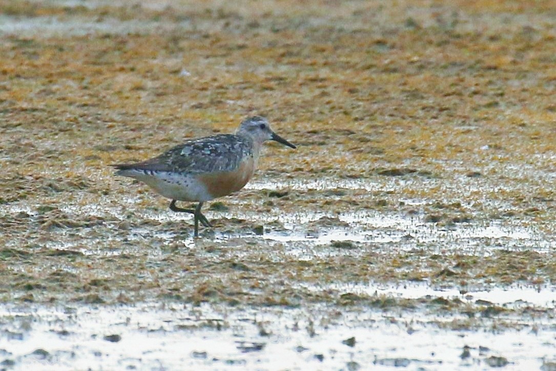 Red Knot - ML604840481