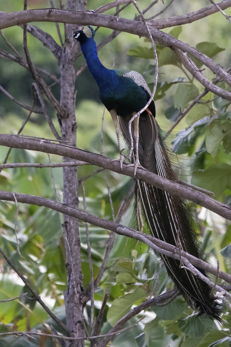 Indian Peafowl - Ravi Jesudas