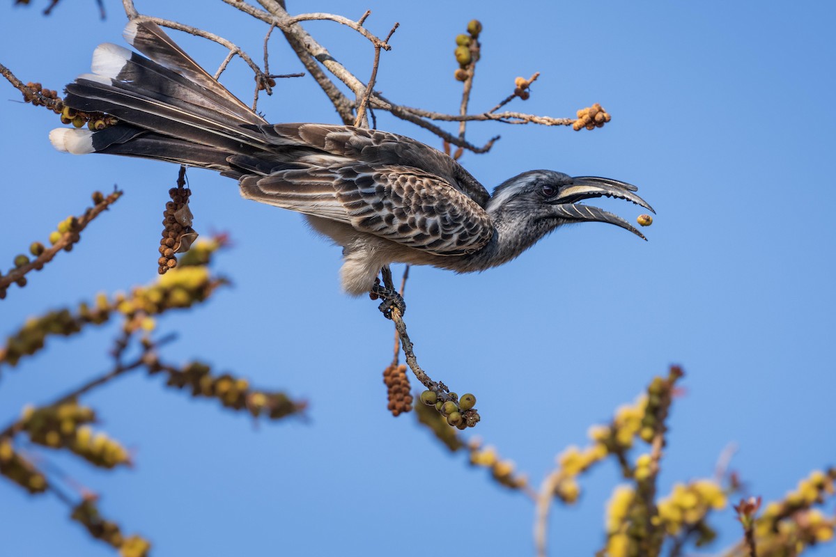 African Gray Hornbill - ML604842551