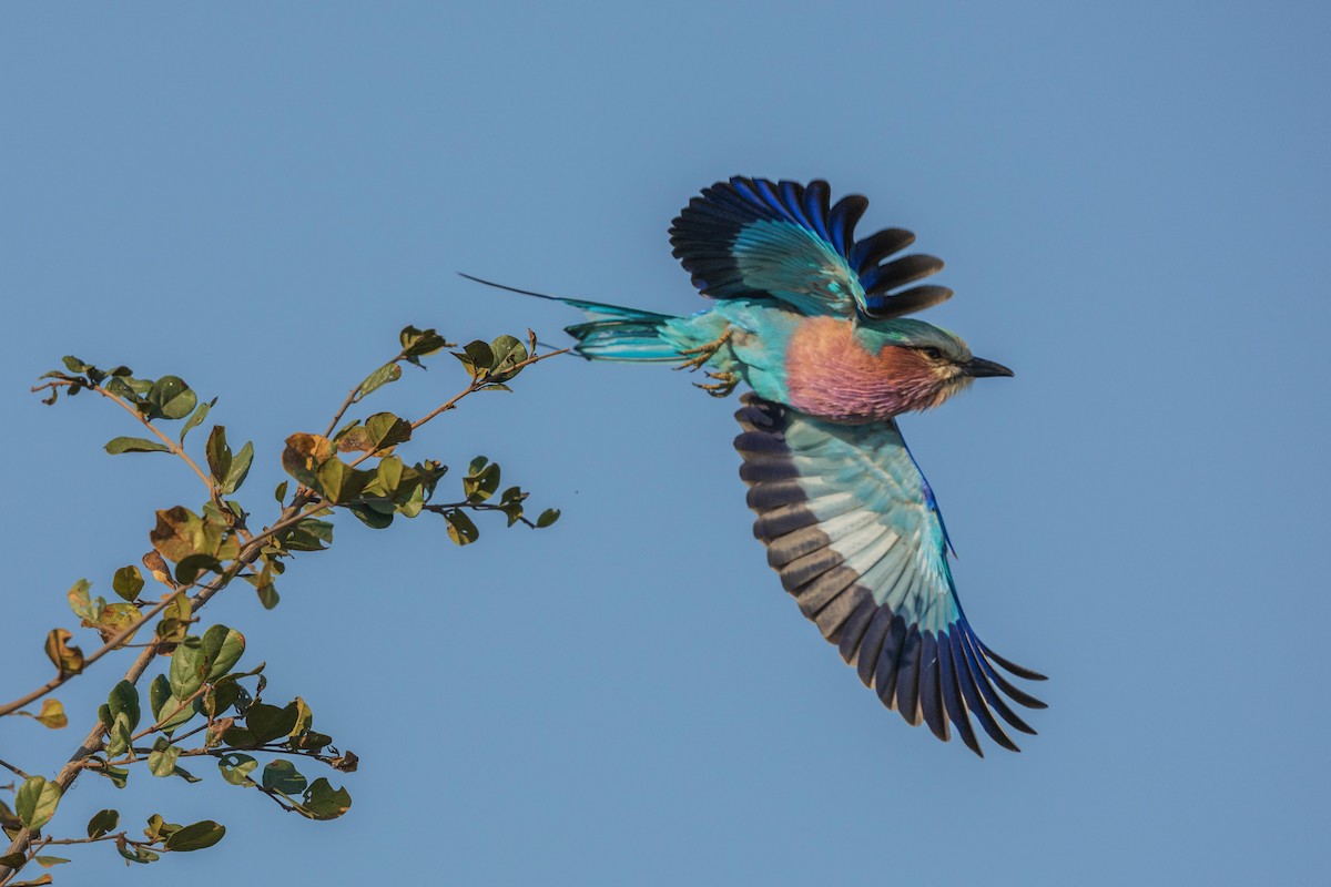 Lilac-breasted Roller - ML604842771