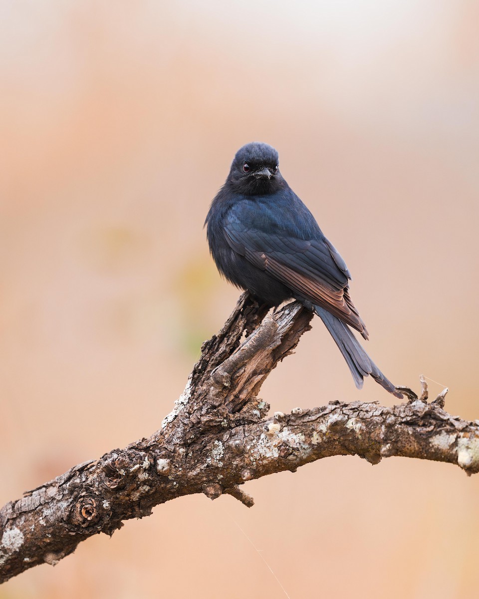 Fork-tailed Drongo - ML604842801