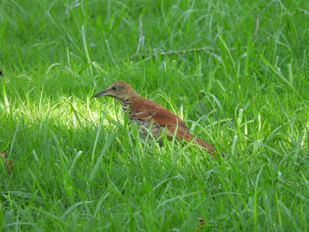 Brown Thrasher - ML604842821