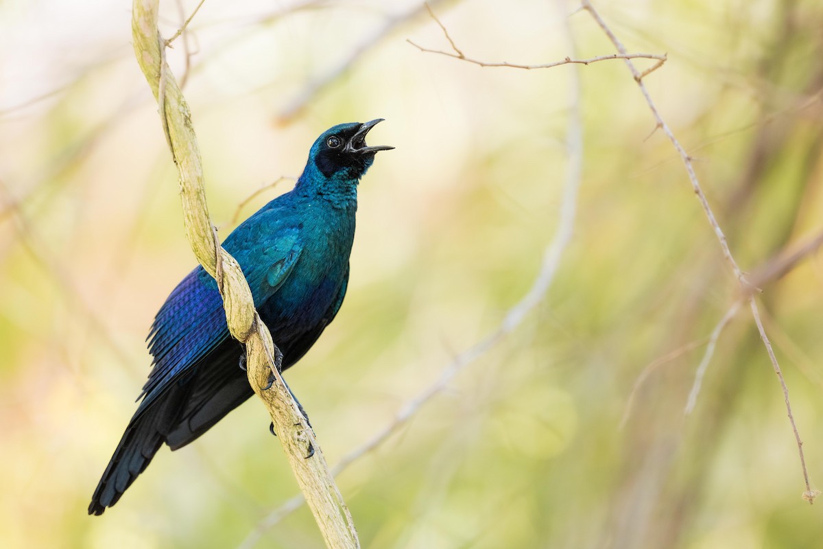 Burchell's Starling - ML604842851