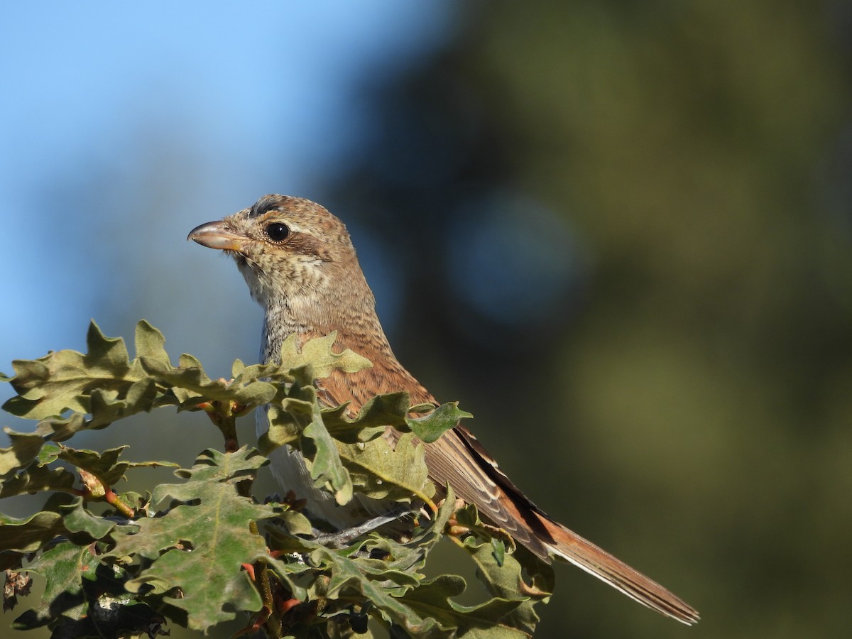 Red-backed Shrike - José Barrueso Franco