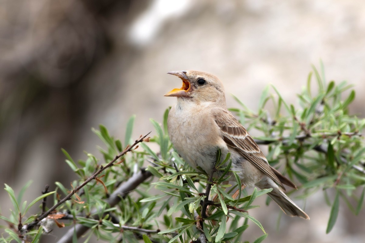 Pale Rockfinch - ML604843681