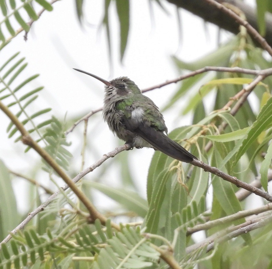 Broad-billed Hummingbird - ML604843691