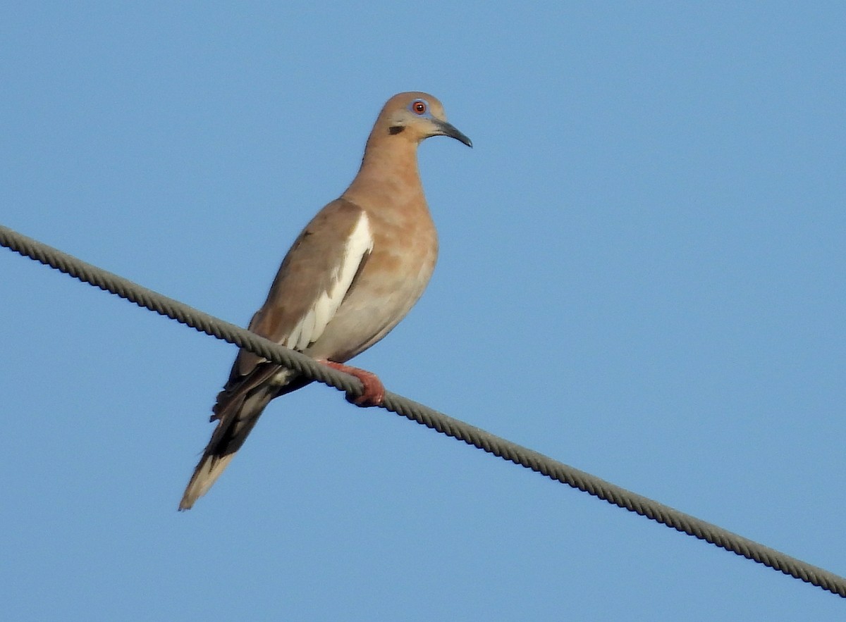 White-winged Dove - ML604844011